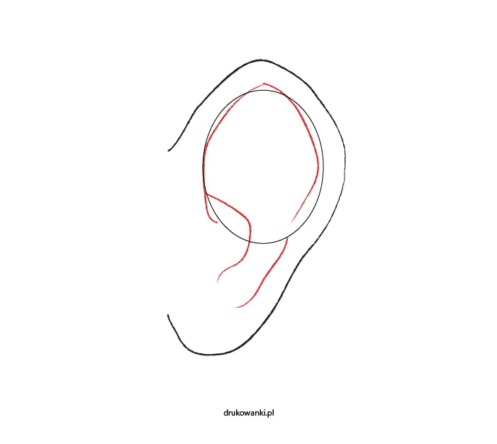 jak narysować małżowinę uszną