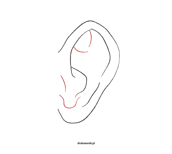 ucho rysunek
