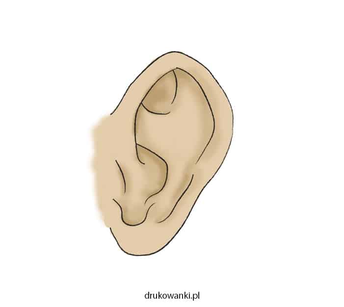 ucho kolorowy rysunek