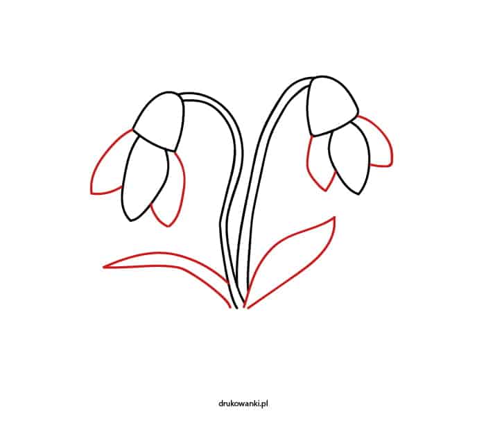 przebiśniegi instrukcja krok po kroku