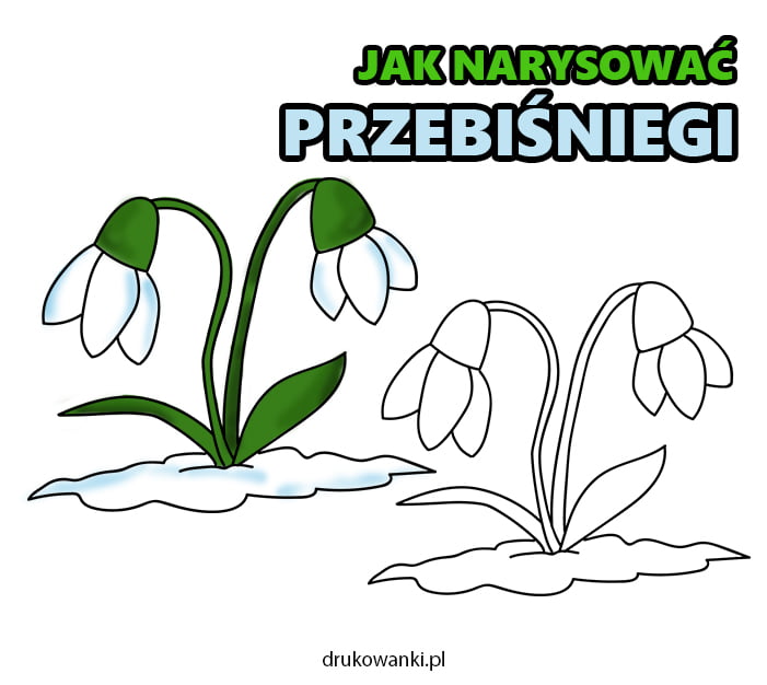 jak narysować przebiśniegi krok po kroku