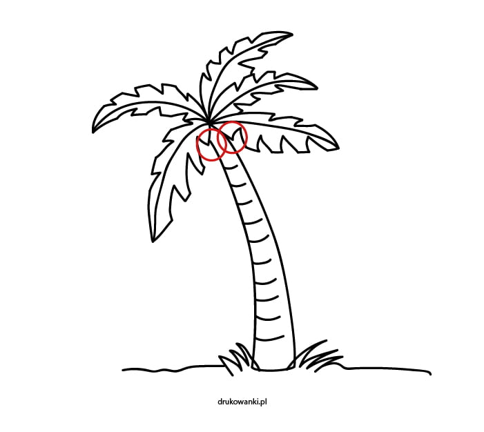 palma kokosowa jak narysować