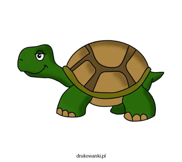kolorowy rysunek żółwia