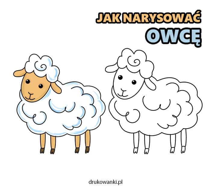 jak narysować owcę krok po kroku