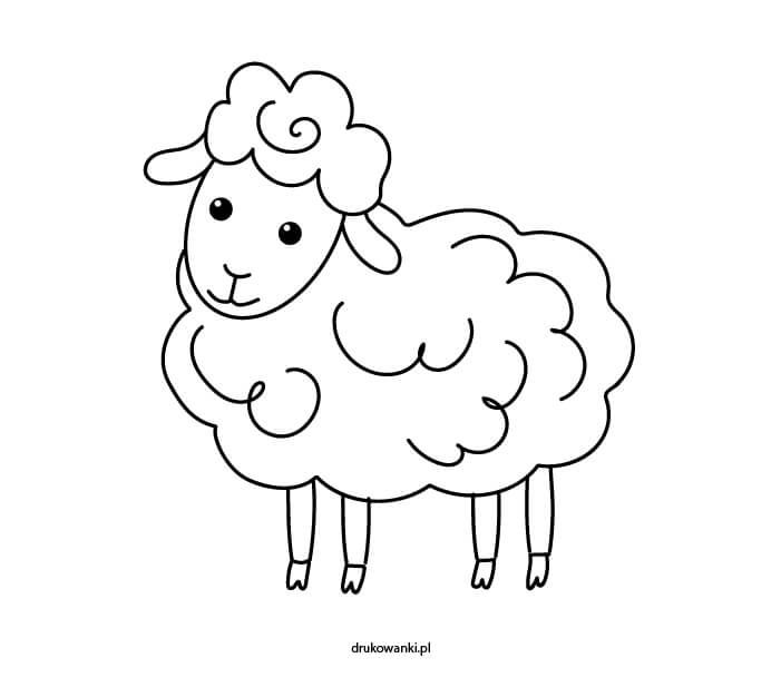 kolorowanka owca