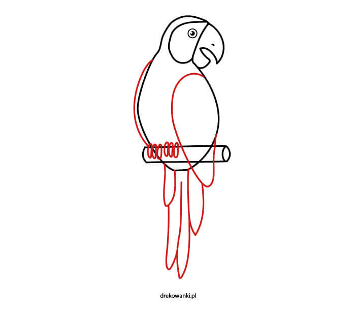 jak narysować papugę arę