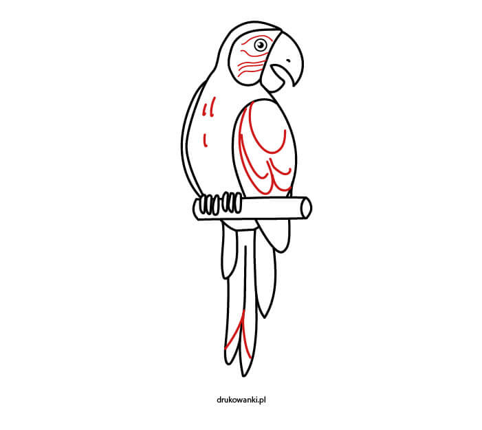 papuga łatwy rysunek