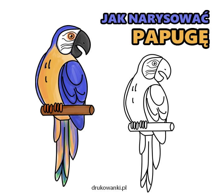 jak narysować prostą papugę
