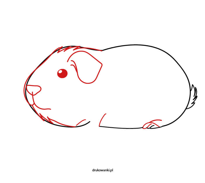 jak narysować świnkę morską instrukcja