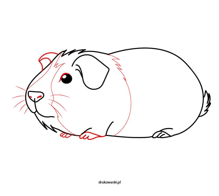 świnka morska kawia rysunek