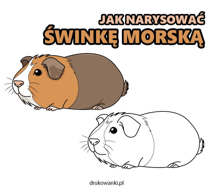 jak narysować świnkę morską instrukcja krok po kroku