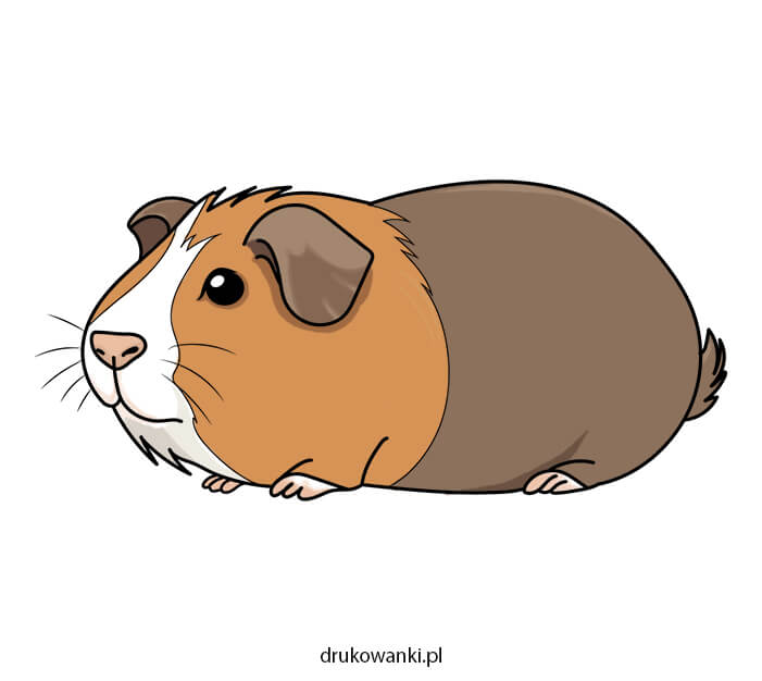 kawia domowa świnka morska rysunek